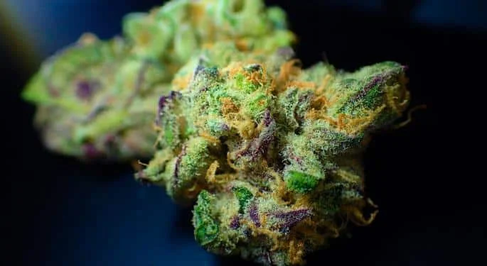 Cannabis Fortschritte in Thailand und Brasilien
